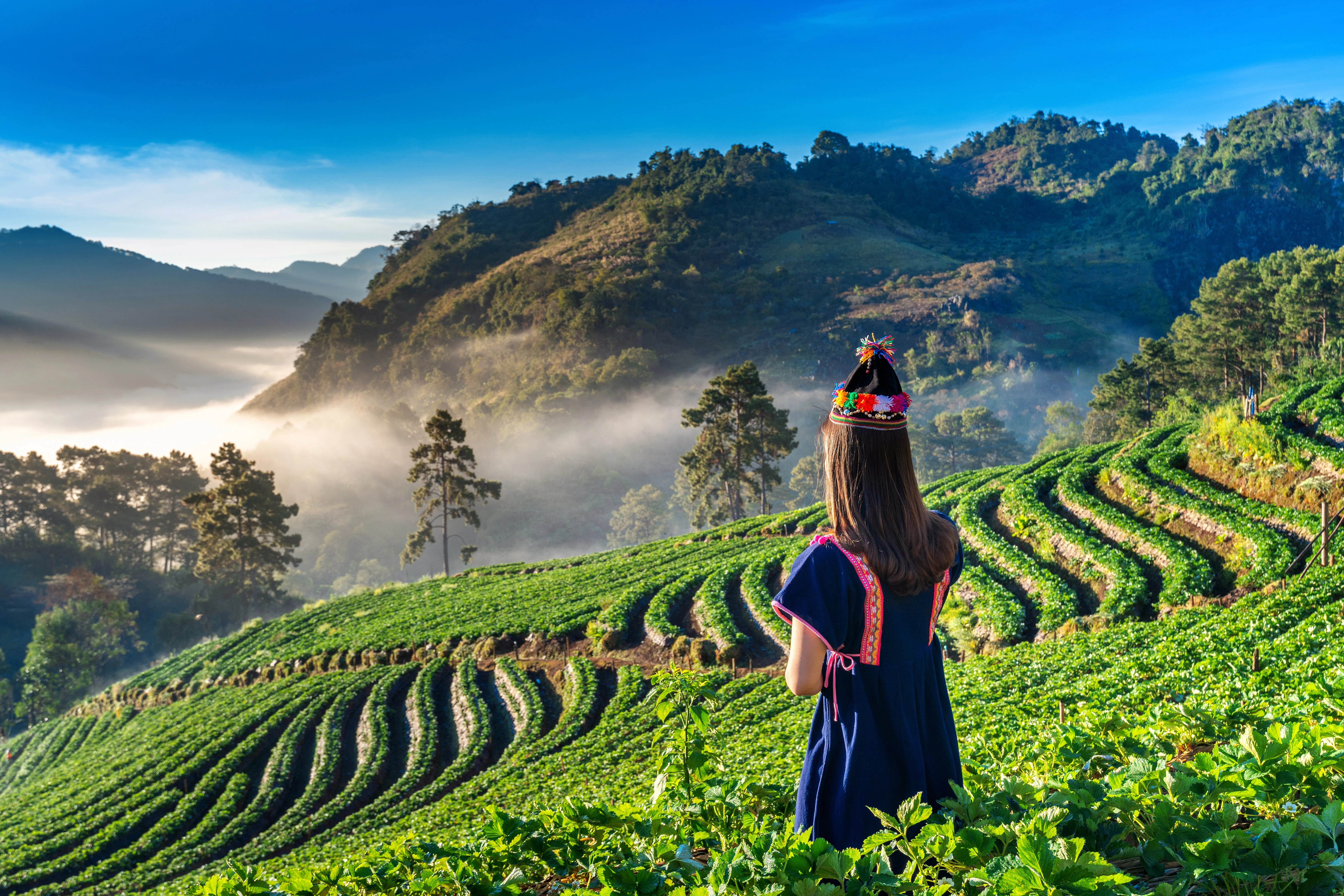 Darjeeling tea gardens with Kanchenjunga in the background